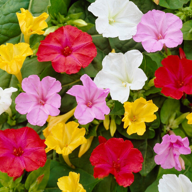 Underblomst-Mirabillis Jalapa Mixed 3-pakning